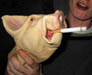 piggy